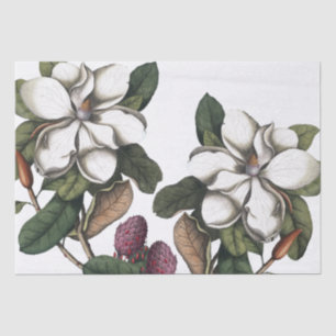 Vintage 1731 Magnolia Flower Pods Tissue Paper