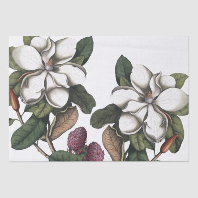 Vintage 1731 Magnolia Flower Pods Tissue Paper (Front)