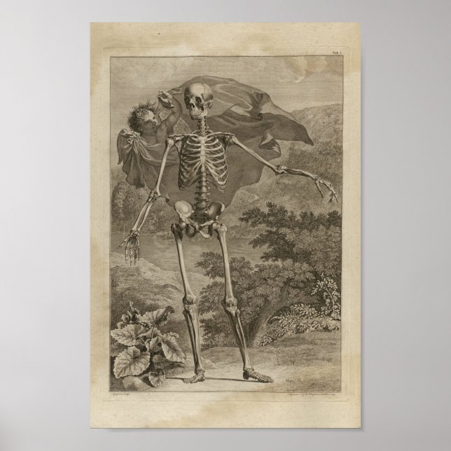 Vintage 1749 Skeleton Anatomy Print (Front)