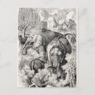 Vintage 1800s African Elephant - Elephants Postcard