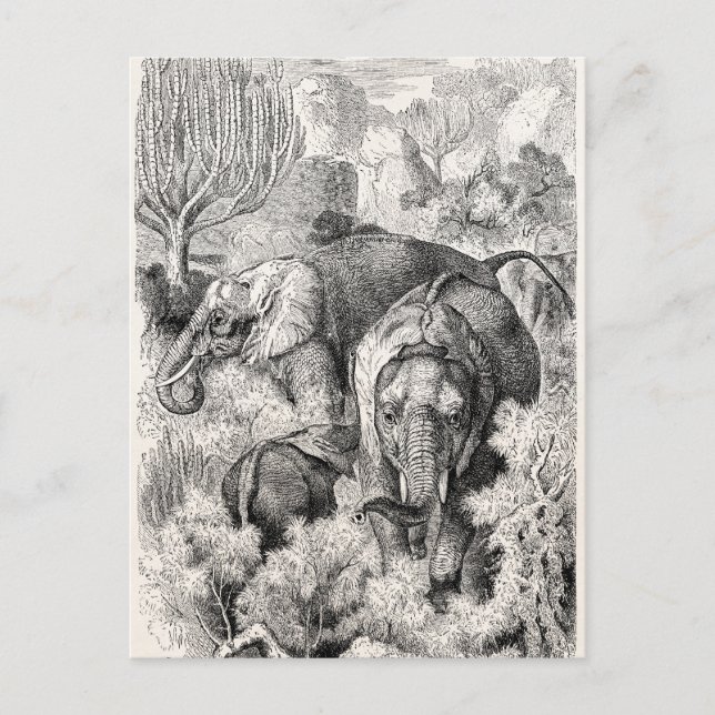 Vintage 1800s African Elephant - Elephants Postcard (Front)