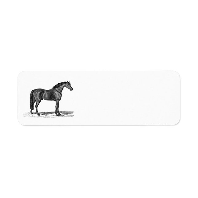 Vintage 1800s Arabian Horse Illustration - Horses (Front)