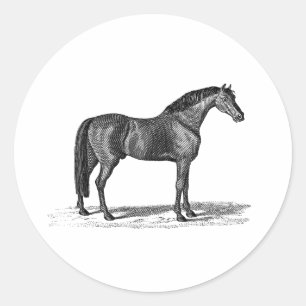 Vintage 1800s Arabian Horse Illustration - Horses Classic Round Sticker