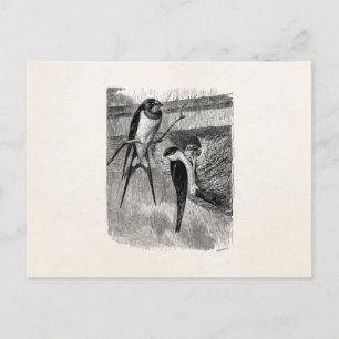 Vintage 1800s Barn Swallow Martin Bird Swallows Postcard
