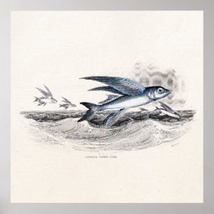 Vintage 1800s Blue Flying Fish In Ocean Waves Poster