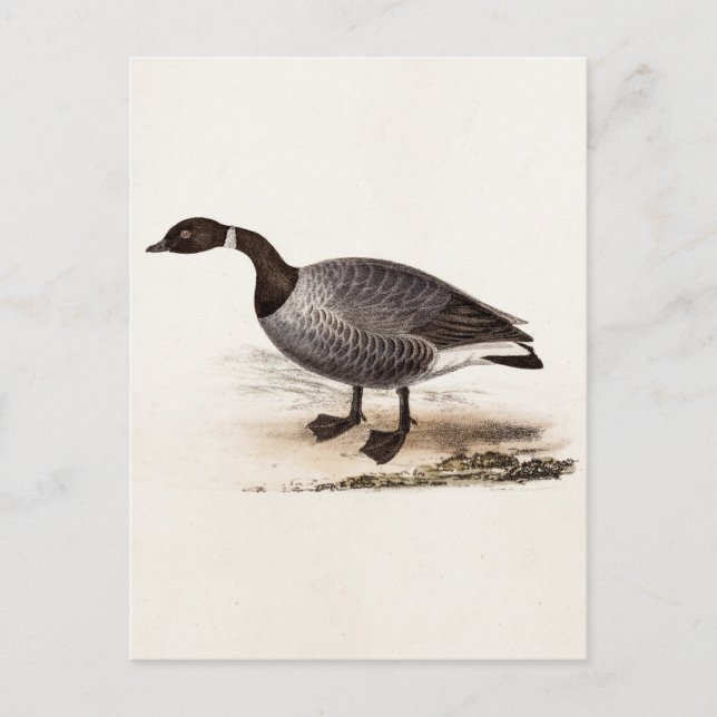 Vintage 1800s Brent Goose - Retro Geese Template Postcard (Front)