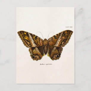 Vintage 1800s Brown Fuzzy Moth Template Butterfly Postcard