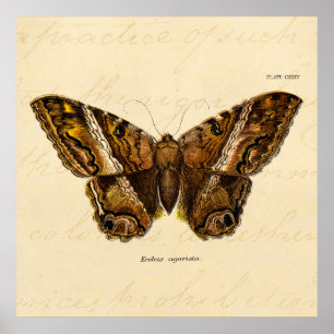 Vintage 1800s Brown Fuzzy Moth Template Butterfly Poster