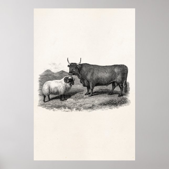 Vintage 1800s Bull Sheep Illustration Retro Farm Poster (Front)