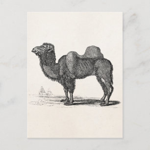Vintage 1800s Camel Illustration -  Camels Postcard