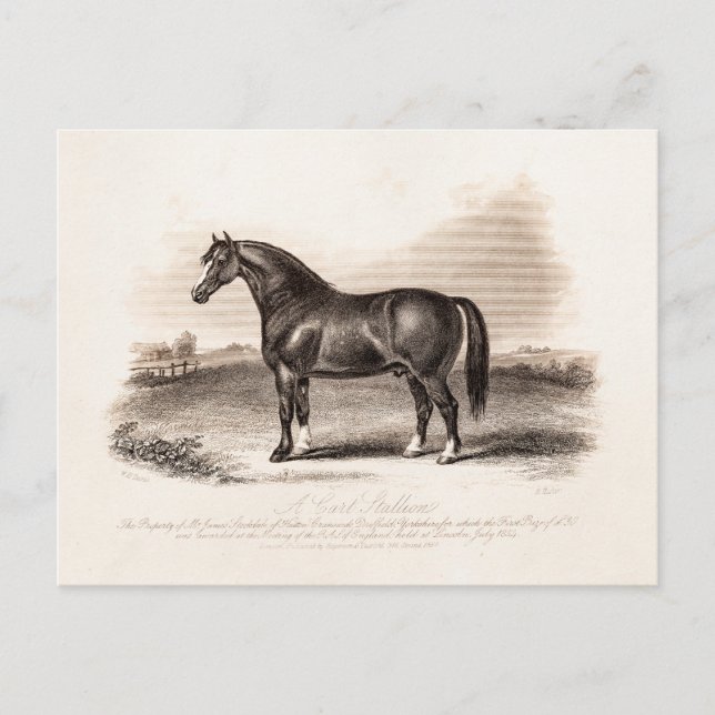 Vintage 1800s Cart Stallion Horse Illustration Postcard (Front)
