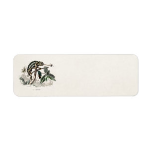 Vintage 1800s Chameleon Lizard Retro Chameleons