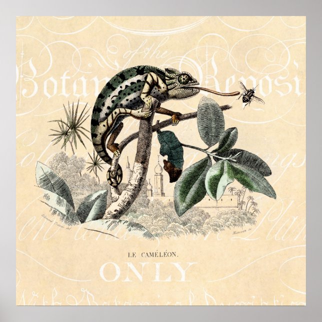 Vintage 1800s Chameleon Lizard Retro Chameleons Poster (Front)