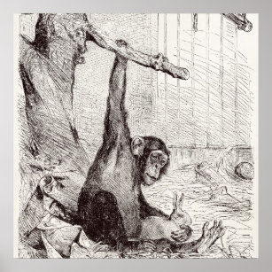 Vintage 1800s Chimpanzee Rabbit Monkey Bunny Chimp Poster