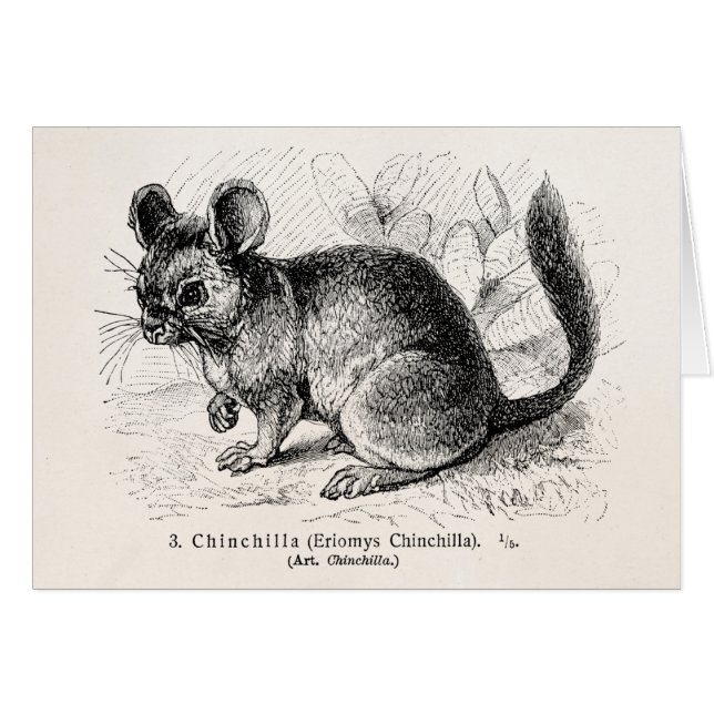Vintage 1800s Chinchilla Chinchillas Illustration (Front Horizontal)