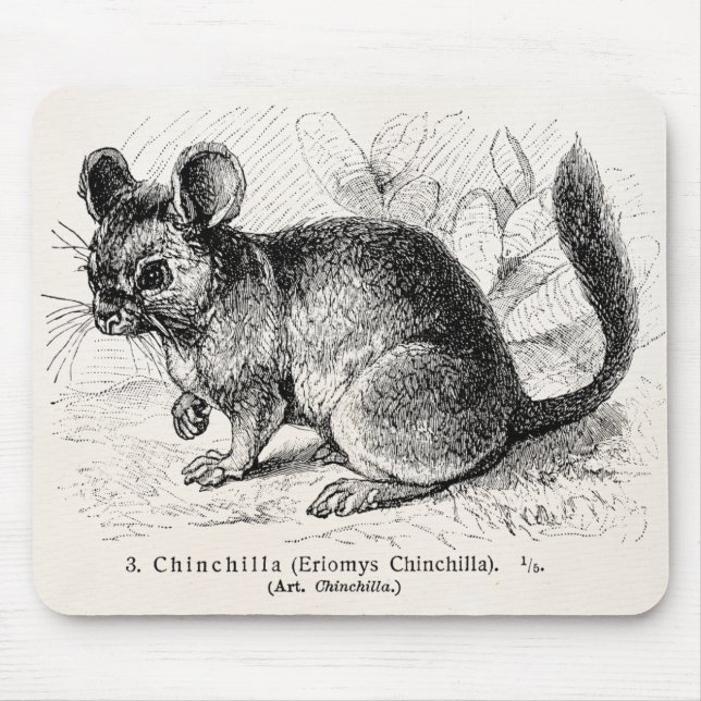 Vintage 1800s Chinchilla Chinchillas Illustration Mouse Pad (Front)