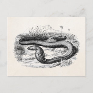 Vintage 1800s Cobra Snake Retro Cobras Drawing Postcard