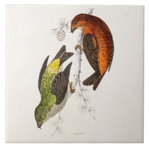 Vintage 1800s Crossbill Bird Illustration Birds Tile