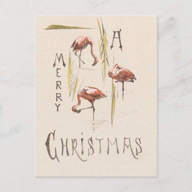 Vintage 1800s Florida flamingos retro holiday Postcard (Front)