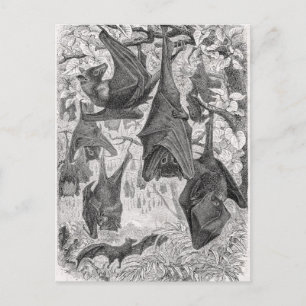 Vintage 1800s Flying Fox Bat Retro Template Bats Postcard