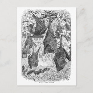 Vintage 1800s Flying Fox Bat Retro Template Bats Postcard