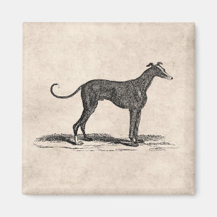 Vintage 1800s Greyhound Dog Illustration - Dogs Magnet