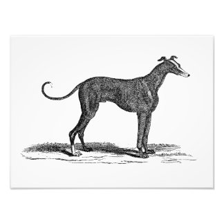 Vintage 1800s Greyhound Dog Illustration - Dogs Photo Print
