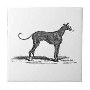 Vintage 1800s Greyhound Dog Illustration - Dogs Tile