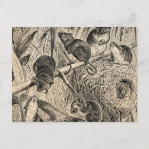 Vintage 1800s Harvest Mouse Retro Mice Template Postcard