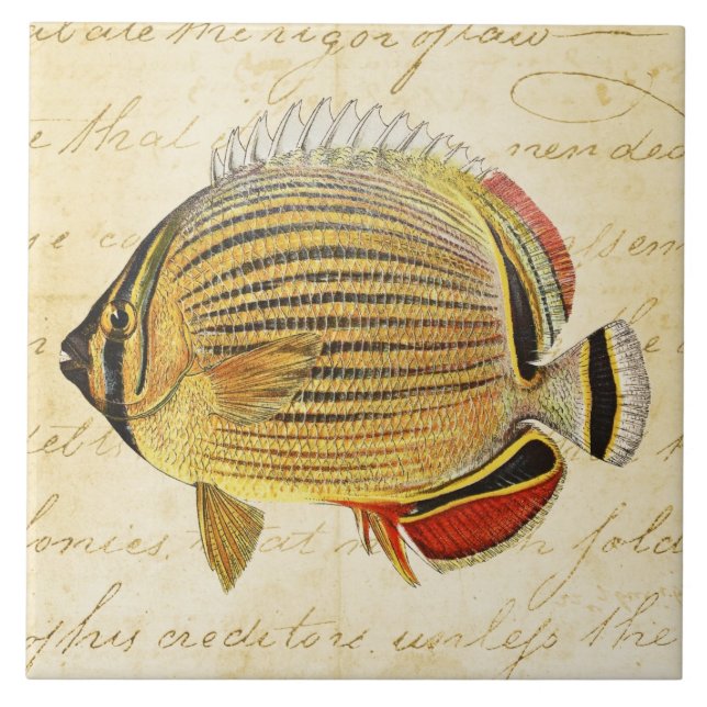 Vintage 1800s Hawaiian Butterfly Fish Illustration Tile (Front)