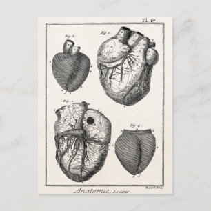 Vintage 1800s Heart Retro Cardiac Anatomy Hearts Postcard