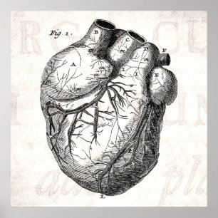 Vintage 1800s Heart Retro Cardiac Anatomy Hearts Poster
