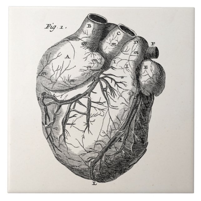 Vintage 1800s Heart Retro Cardiac Anatomy Hearts Tile (Front)