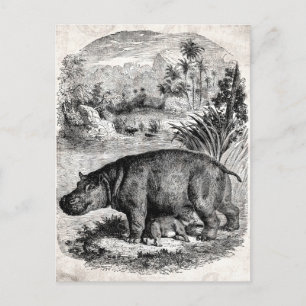 Vintage 1800s Hippo w Baby Retro Hippos Template Postcard