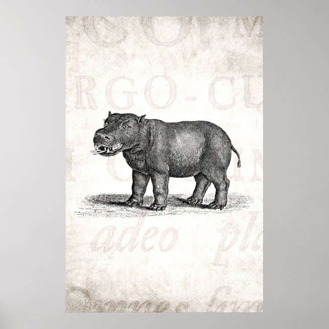 Vintage 1800s Hippopotamus Illustration - Hippos Poster (Front)