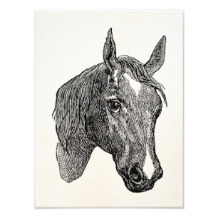 Vintage 1800s Horse Head Illustration Retro Horses Photo Print