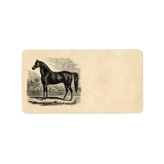 Vintage 1800s Horse - Morgan Equestrian Template