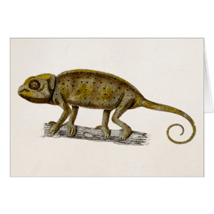 Vintage 1800s Iguana Lizard Illustration Iguanas