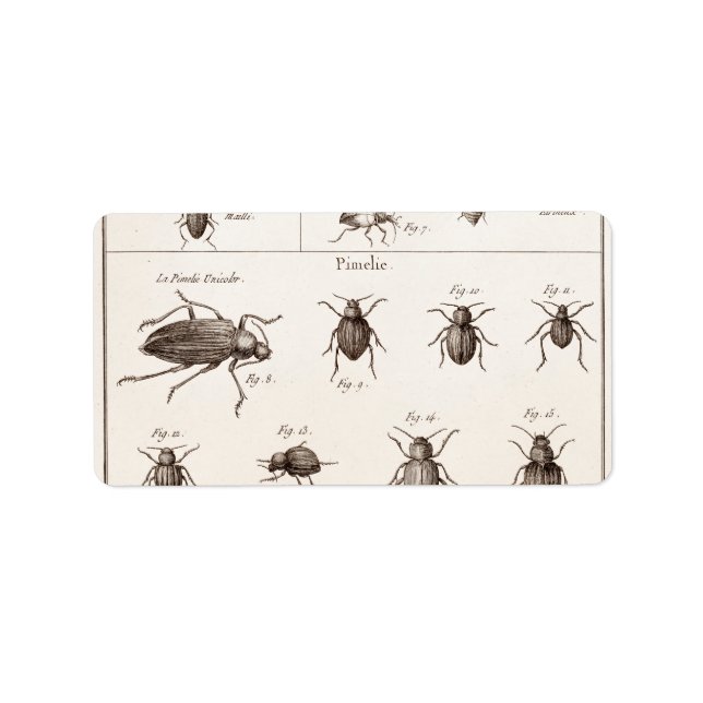 Vintage 1800s Insects Bugs Beetles Illustration Label (Front)