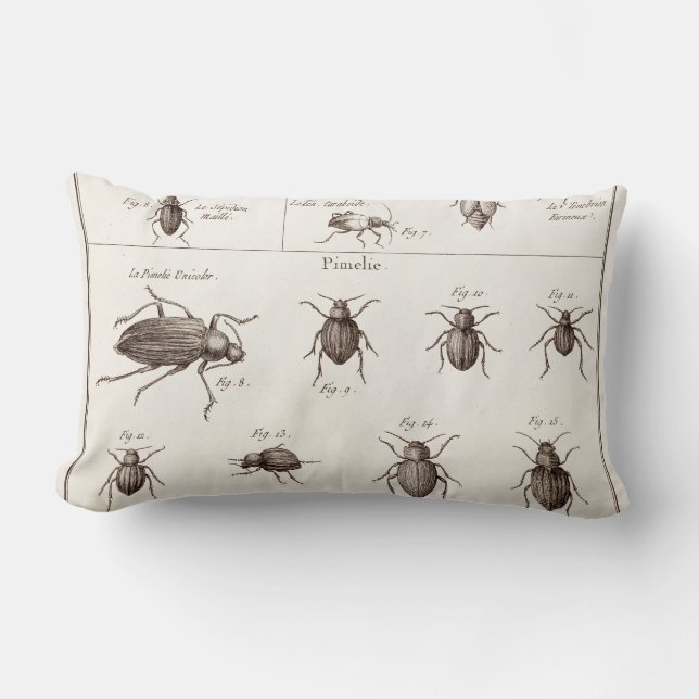 Vintage 1800s Insects Bugs Beetles Illustration Lumbar Pillow (Front)