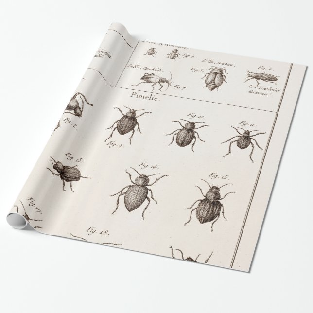 Vintage 1800s Insects Bugs Beetles Illustration Wrapping Paper (Unrolled)