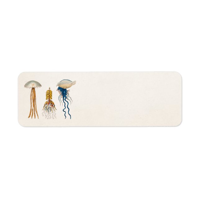 Vintage 1800s Jellyfish Illustration - Jelly Fish (Front)