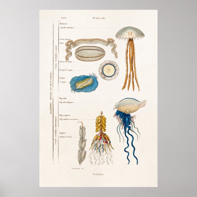 Vintage 1800s Jellyfish Illustration - Jelly Fish Poster (Front)
