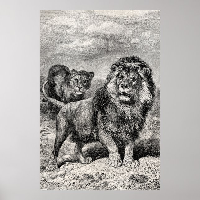 Vintage 1800s Lion Lionesse Big Cat Illustration Poster (Front)