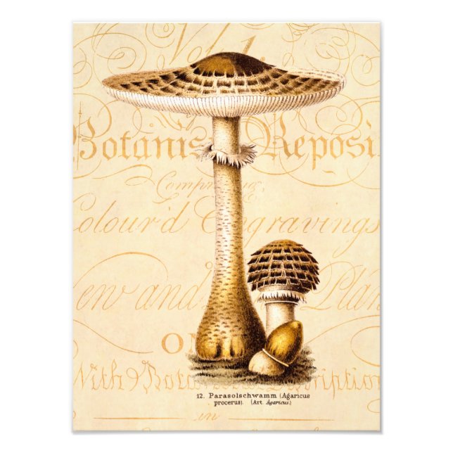 Vintage 1800s Mushroom Agricus Mushrooms Template Photo Print (Front)