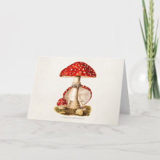 Vintage 1800s Mushroom Red Mushrooms Template
