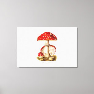Vintage 1800s Mushroom Red Mushrooms Template Canvas Print