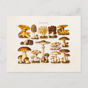 Vintage 1800s Mushroom Variety Mushrooms Template Postcard