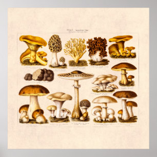 Vintage 1800s Mushroom Variety Mushrooms Template Poster
