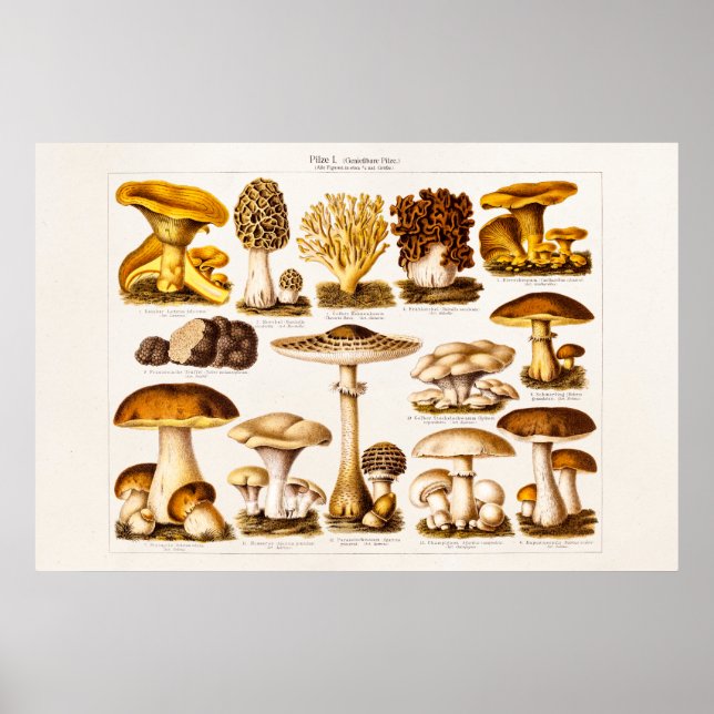 Vintage 1800s Mushroom Variety  Mushrooms Template Poster (Front)
